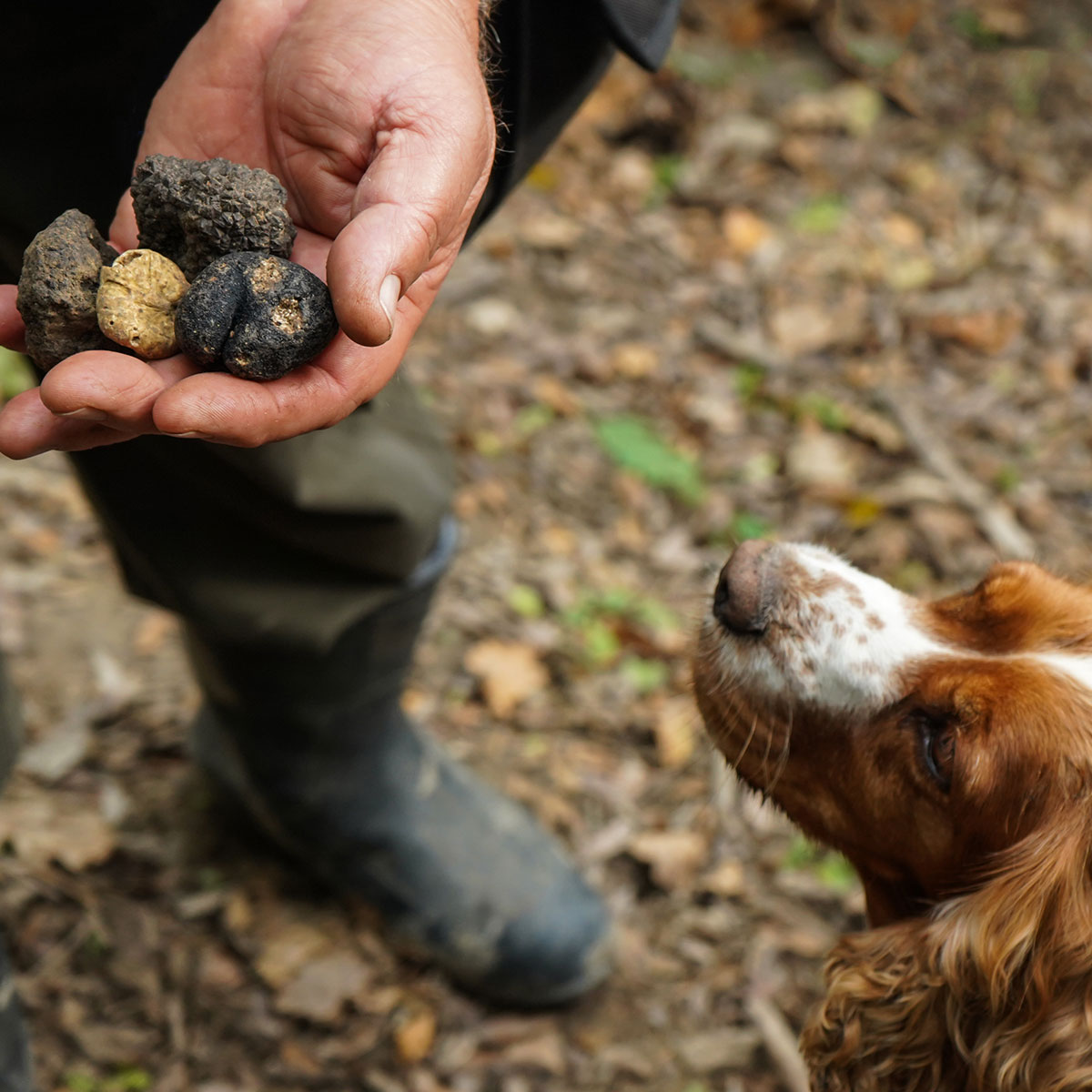 Caccia al tartufo sulle montagne